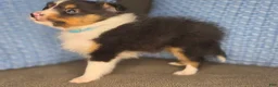 Shetland Sheepdog dogs for sale: Detroit  - Ad 1