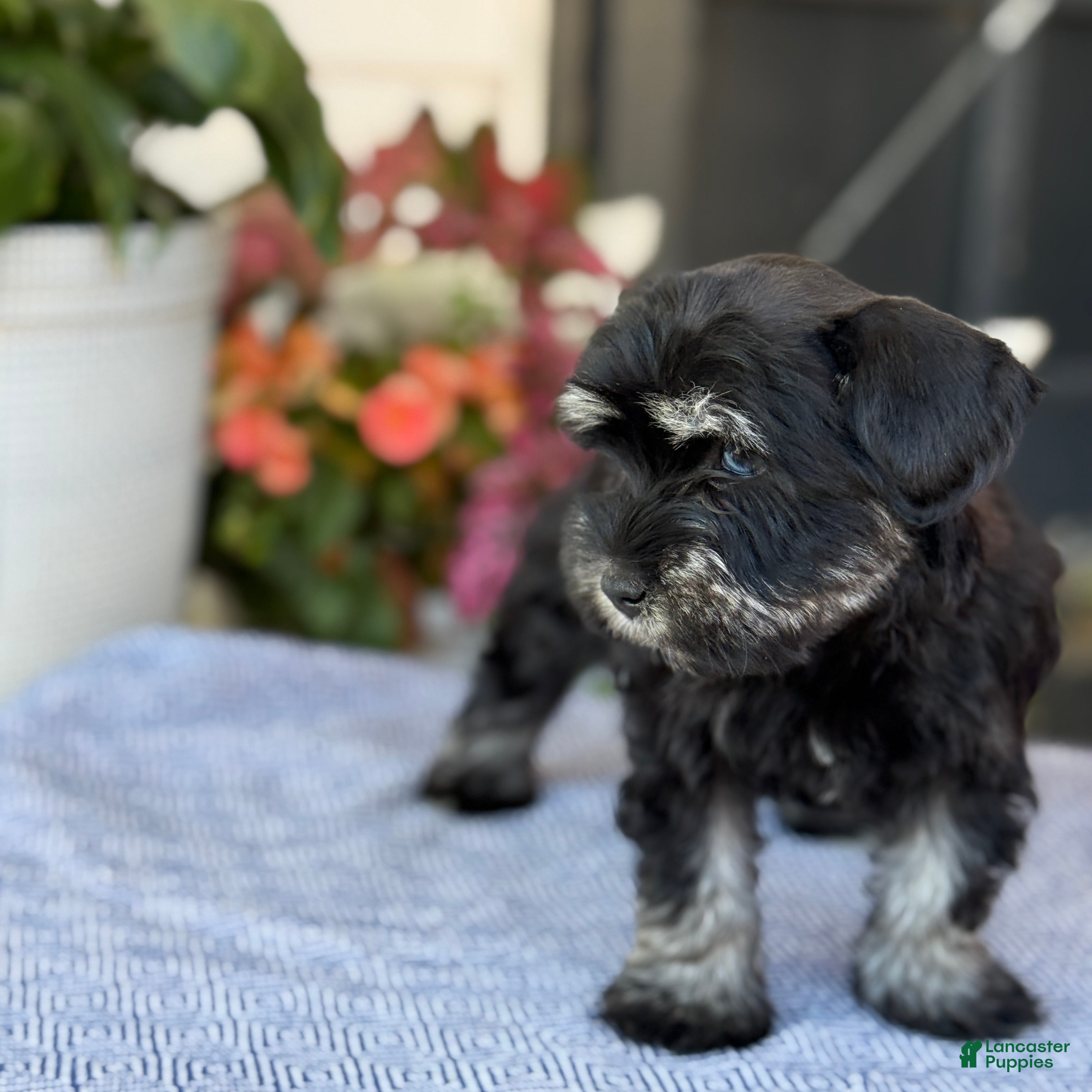 Miniature Schnauzer dogs Lorri - Ad 2