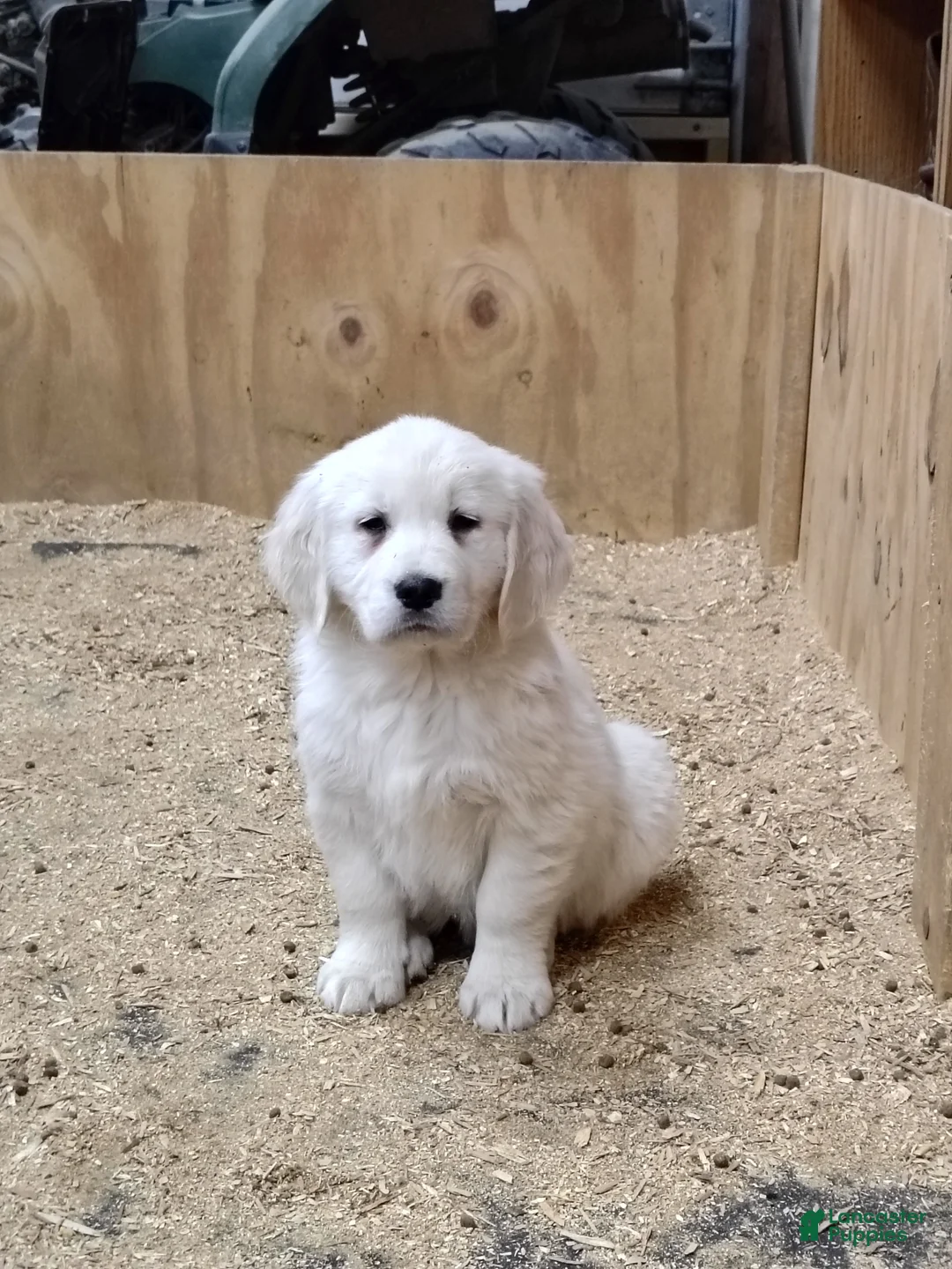 Golden Retriever dogs for sale: Golden Retriever Puppy 3 - Ad 1