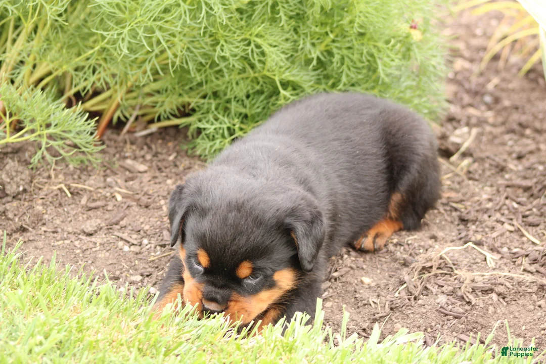 Rottweiler dogs for sale: Tasha - Ad 2