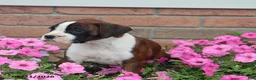 Boxer dogs for sale: Sophie - Ad 6