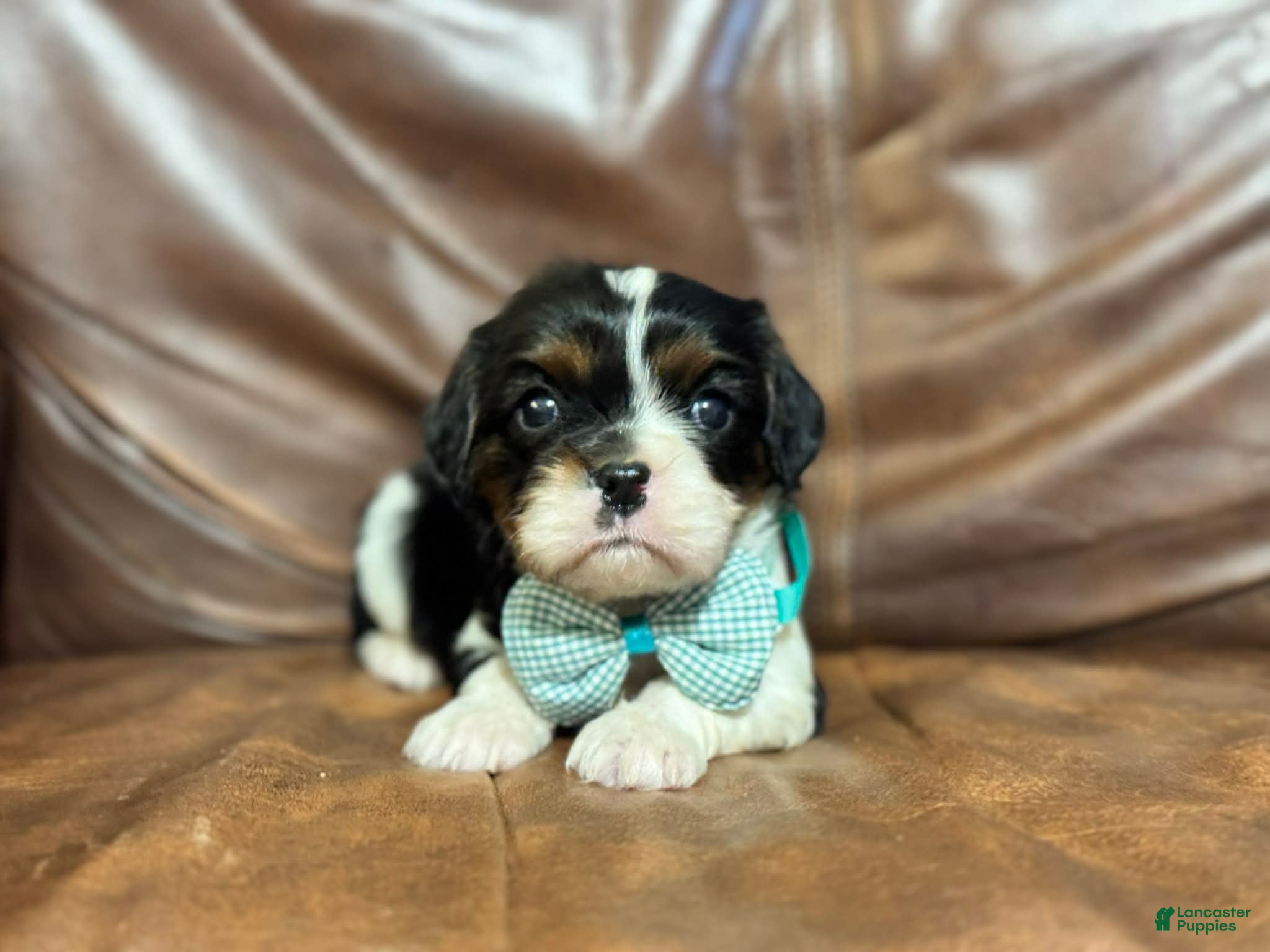 Cavalier King Charles Spaniel dogs Ziggy - Ad 42