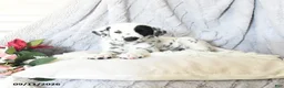 Dalmatian dogs for sale: Butterfly - Ad 4