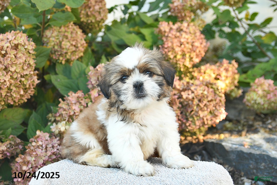 Gallery Image {{count}}