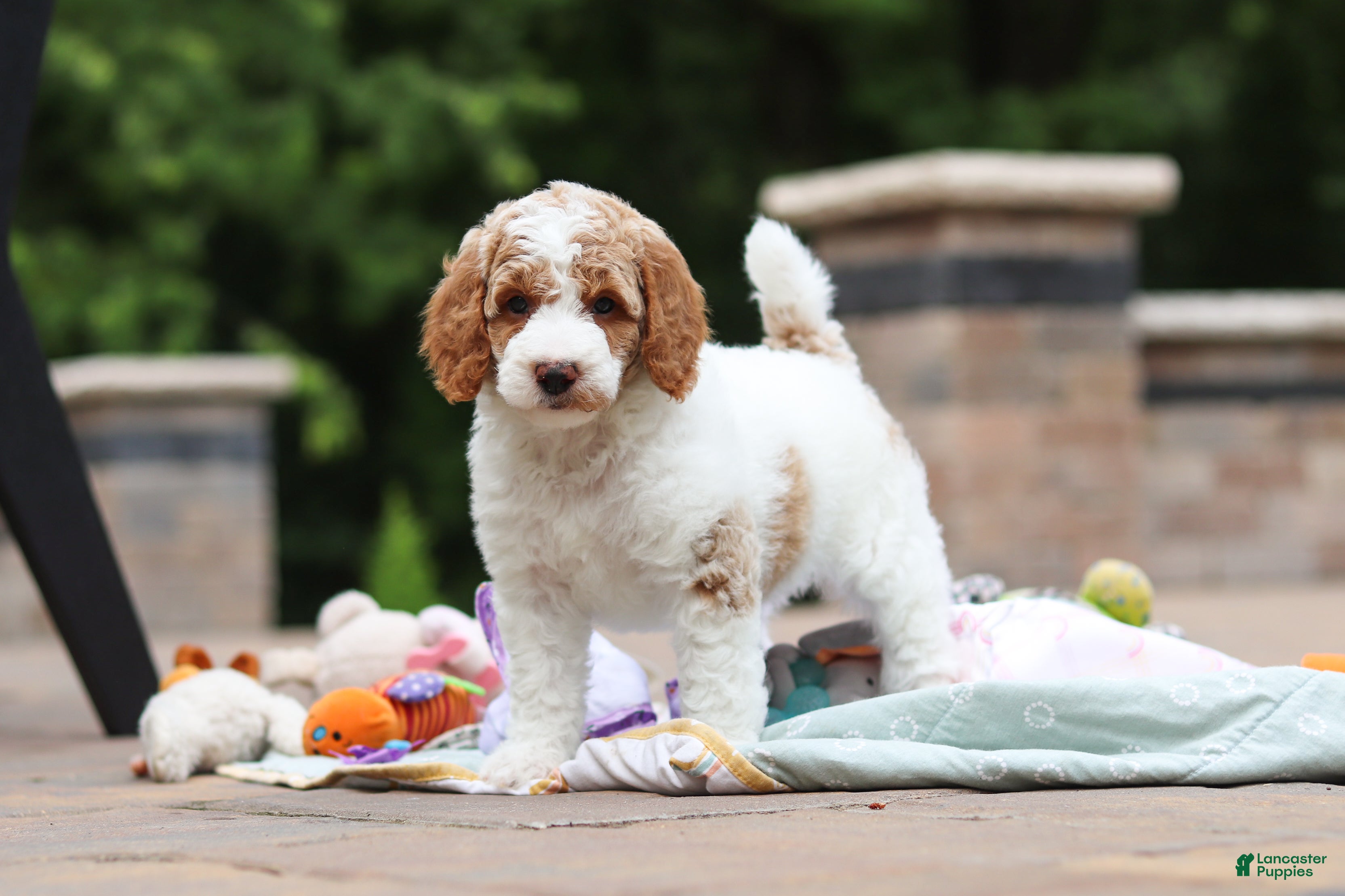 Standard Poodle dogs Blossom - Ad 1