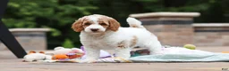 Standard Poodle dogs for sale: Blossom - Ad 1