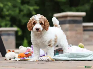 Standard Poodle dogs for sale: Blossom - Ad 2