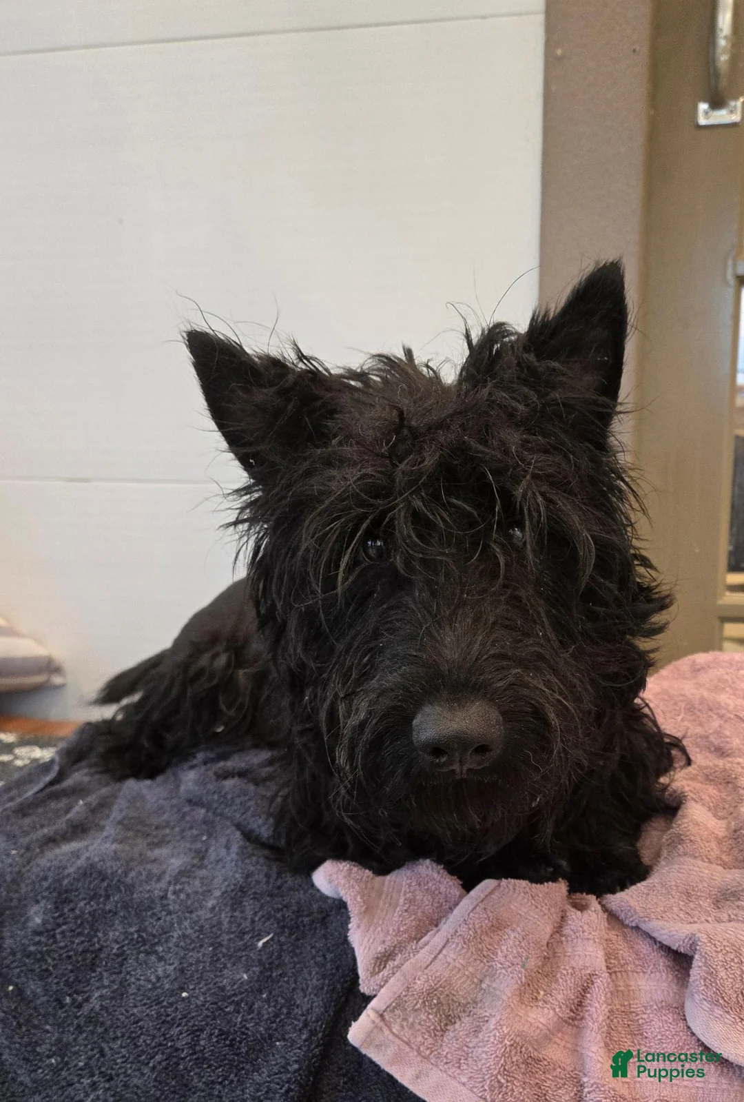 Scottish Terrier dogs for sale: Velma - Ad 8