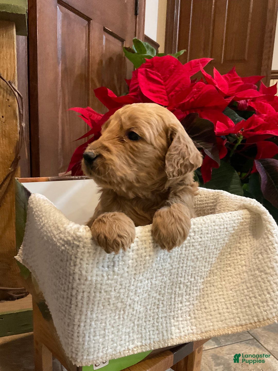 Goldendoodle dogs for sale: Caz - Ad 4