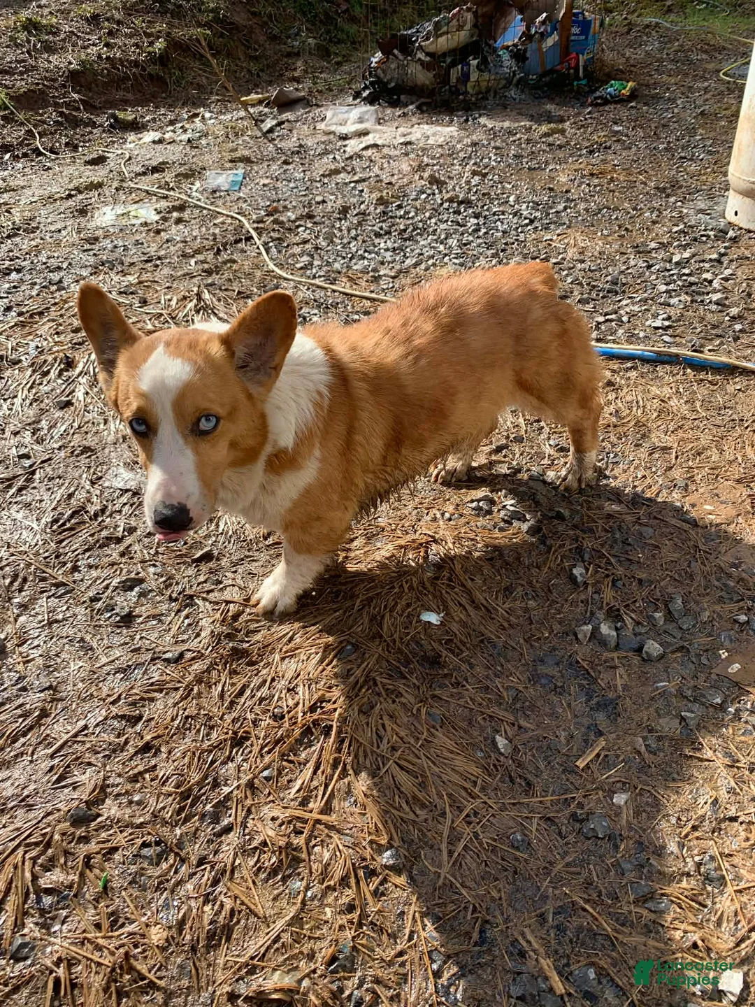 Welsh Corgi Pembroke dogs for sale: Jax a sweet purebred male - Ad 2