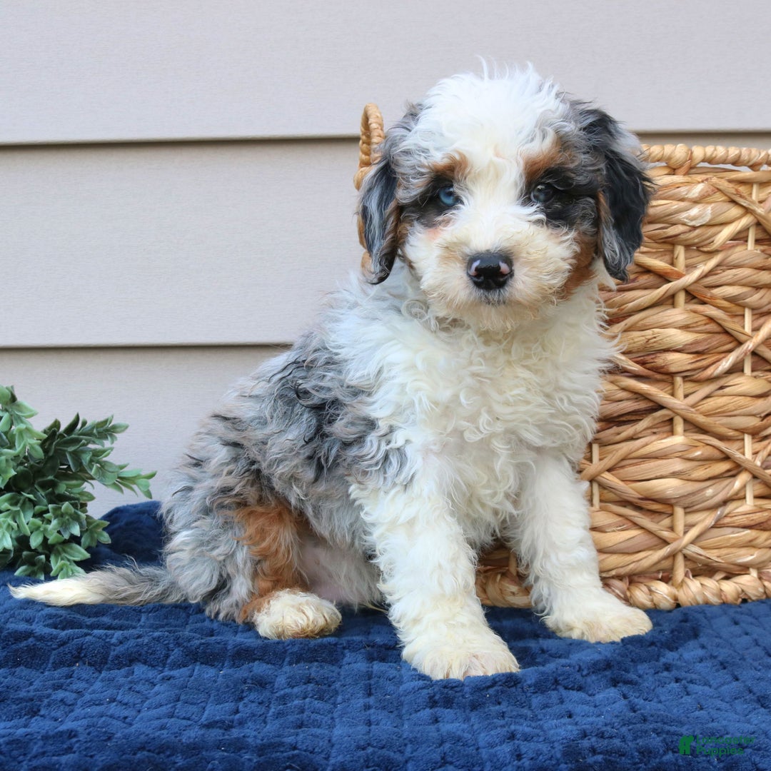Mini Bernedoodle dogs for sale: Juno  - Ad 4