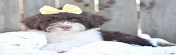 Portuguese Water Dog dogs for sale: Lucy - Ad 3