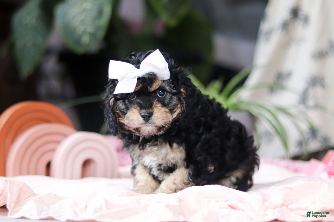 Cavapoo dogs for sale: Blaire - Ad 2