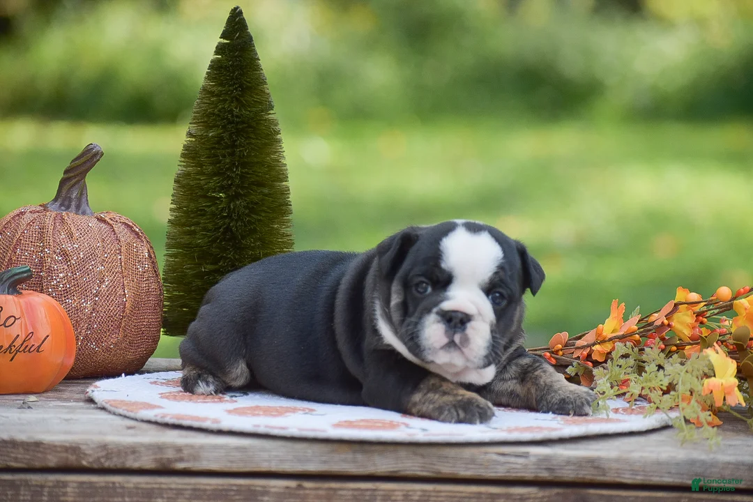 English Bulldog dogs for sale: Francesca - Ad 5