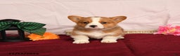 Welsh Corgi Pembroke dogs for sale: Oliver - Ad 3