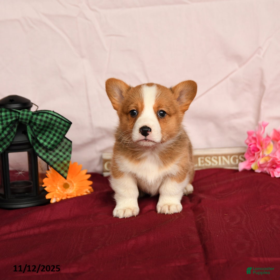 Welsh Corgi Pembroke dogs for sale: Oliver - Ad 3