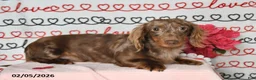 Miniature Dachshund dogs for sale: Quinn - Ad 5