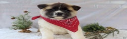 Akita dogs for sale: Trevor - Ad 4