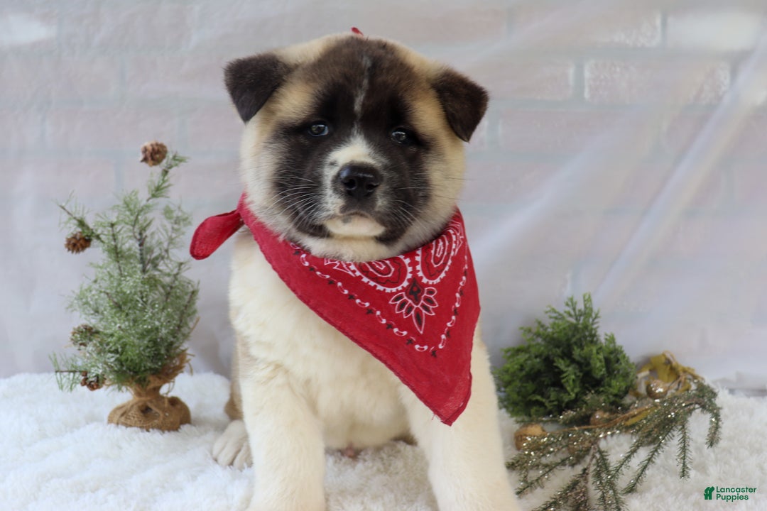Akita dogs for sale: Trevor - Ad 4
