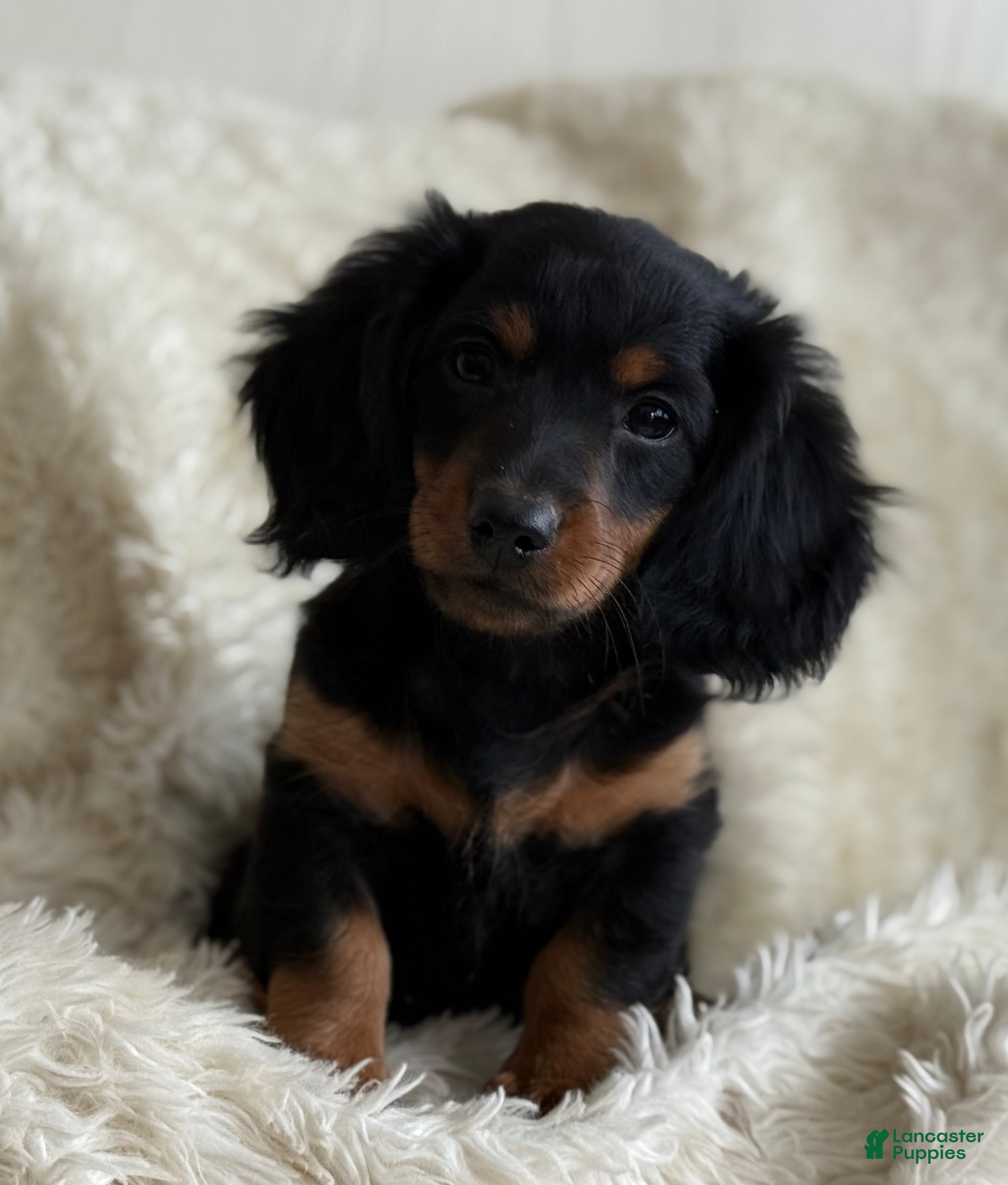 Miniature Dachshund dogs Troy - Ad 2