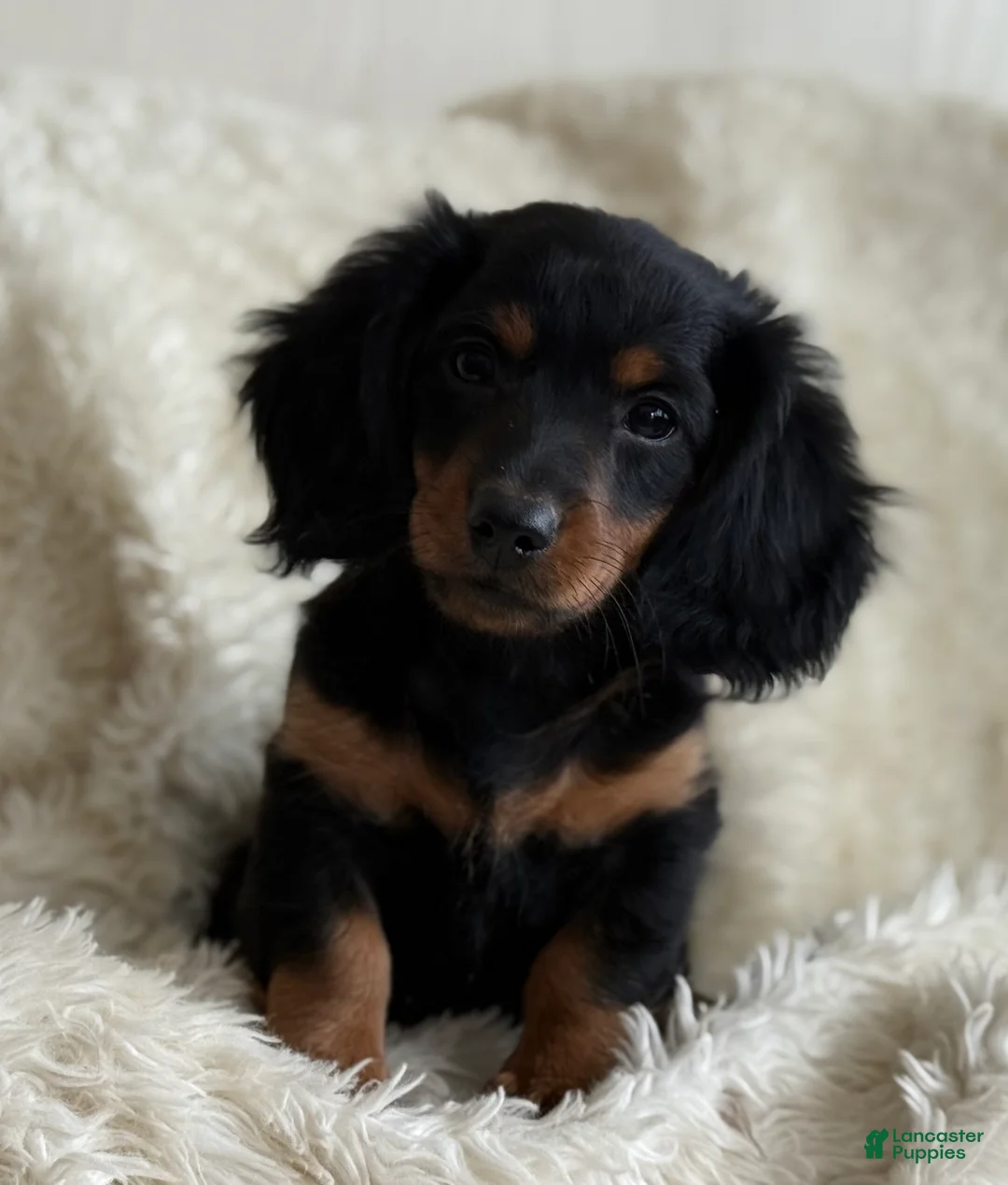 Miniature Dachshund dogs for sale: Troy - Ad 2