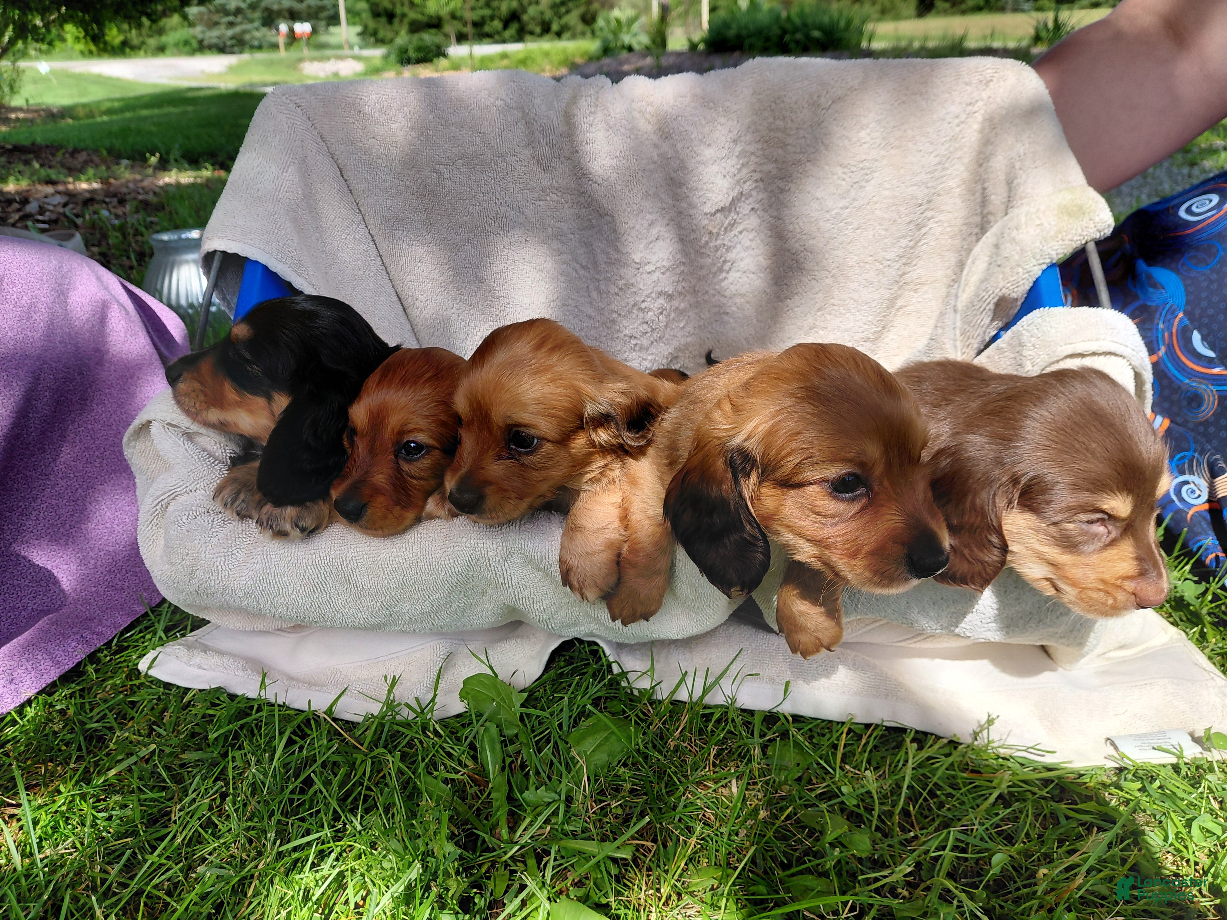 Miniature Dachshund dogs for sale: Sprinkles - Ad 6