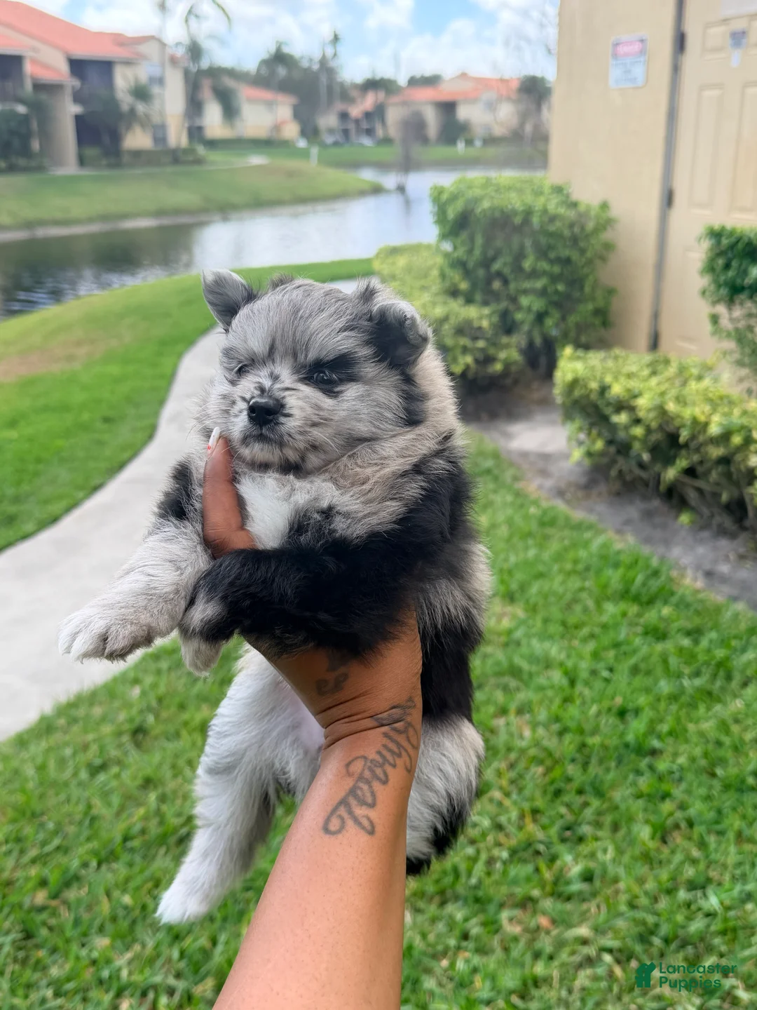 Pomsky dogs for sale: Chanel - Ad 1