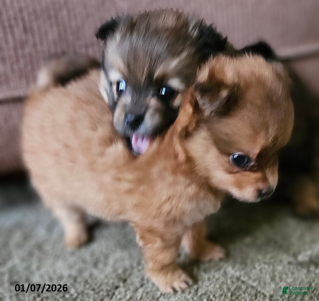 Pomeranian dogs for sale: Chloe - Ad 4