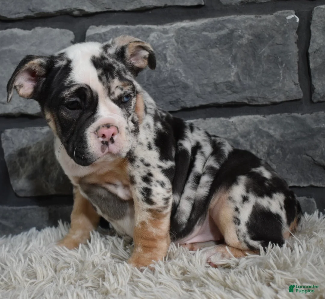 Mixed Breed dogs for sale:  Bonnie - Ad 3