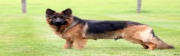 German Shepherd dogs for sale: Rocky - Ad 2
