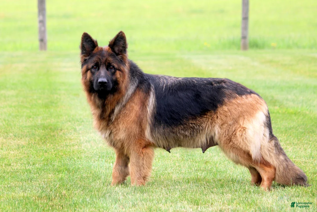 German Shepherd dogs for sale: Rocky - Ad 2