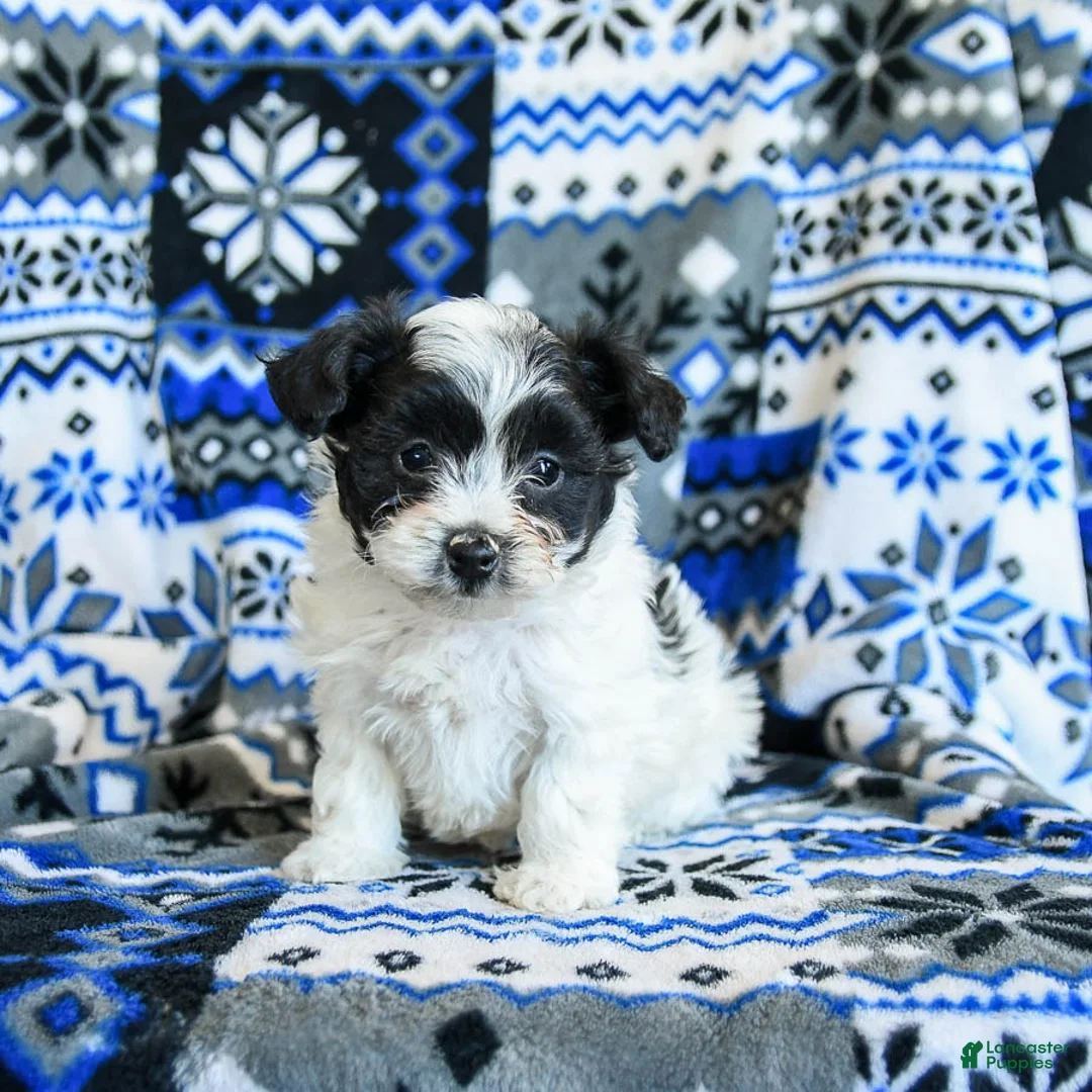 Yorkiepoo dogs for sale: Chocolate Crinkle - Ad 2
