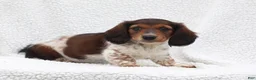 Miniature Dachshund dogs for sale: Piper - Ad 4