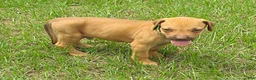 Rhodesian Ridgeback dogs for sale: Rhodesian Ridgeback 3 - Ad 3