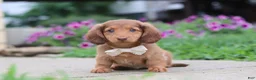 Miniature Dachshund dogs for sale: Grace - Ad 7