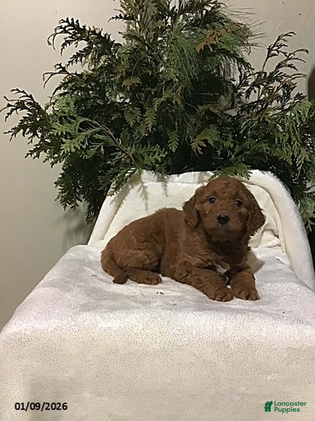 Mini Goldendoodle dogs for sale: Jade - Ad 2