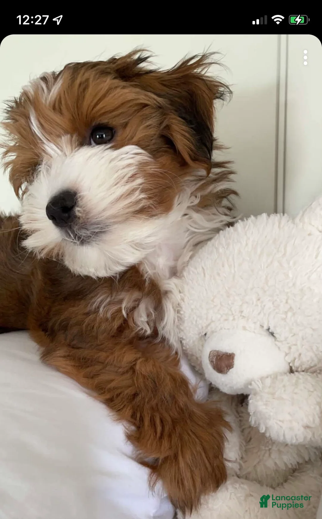 Gallery Image {{count}}