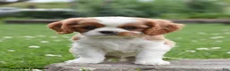 Cavalier King Charles Spaniel dogs for sale: Duke - Ad 2