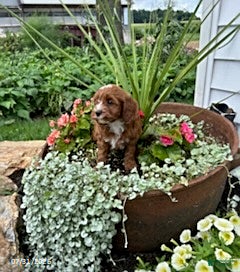 Cavapoo dogs Tootsie - Ad 1