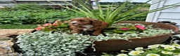 Cavapoo dogs for sale: Tootsie - Ad 1