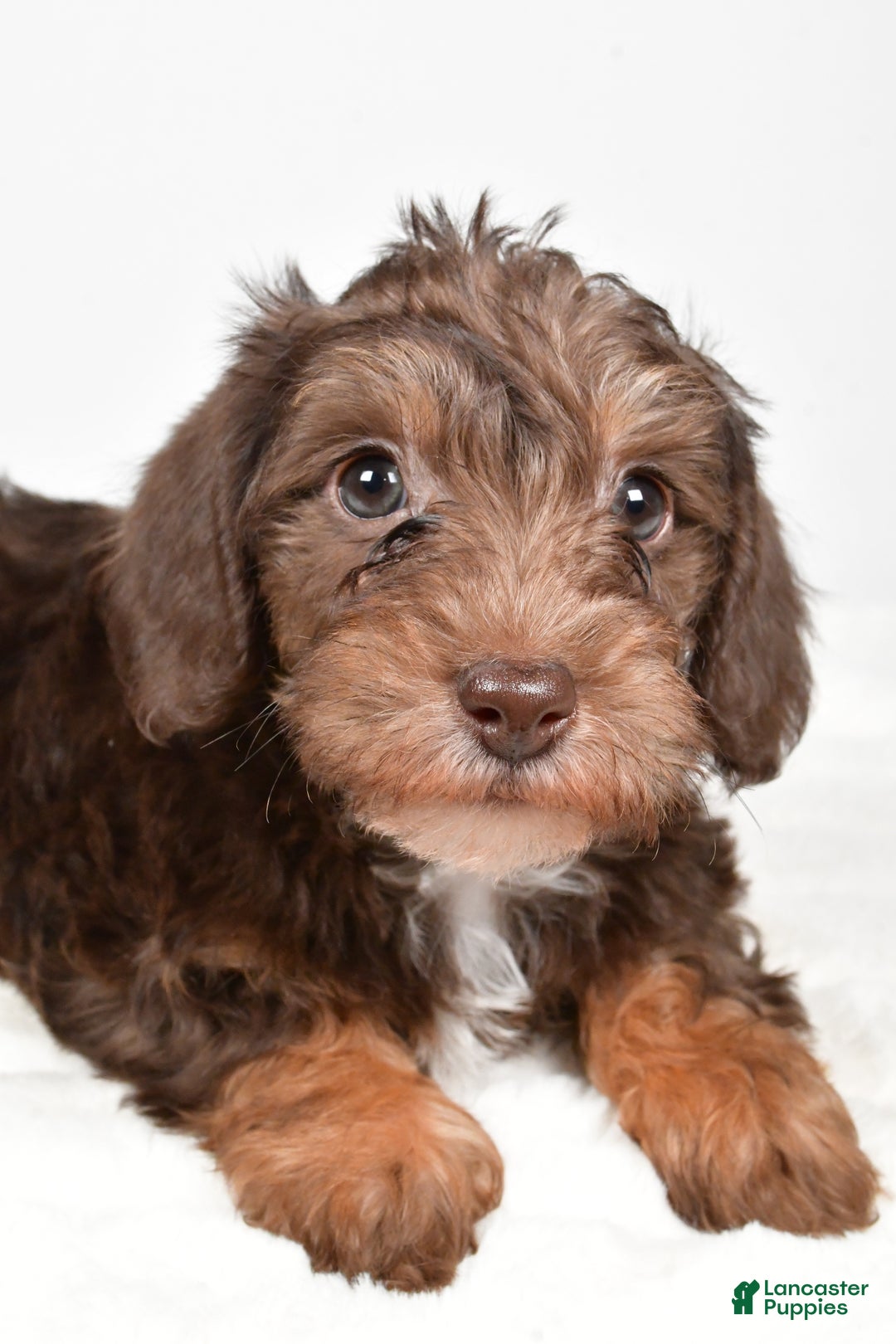 Mixed Breed dogs for sale: Pluto - Ad 5