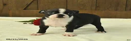 Boston Terrier dogs for sale: Tulip - Ad 3