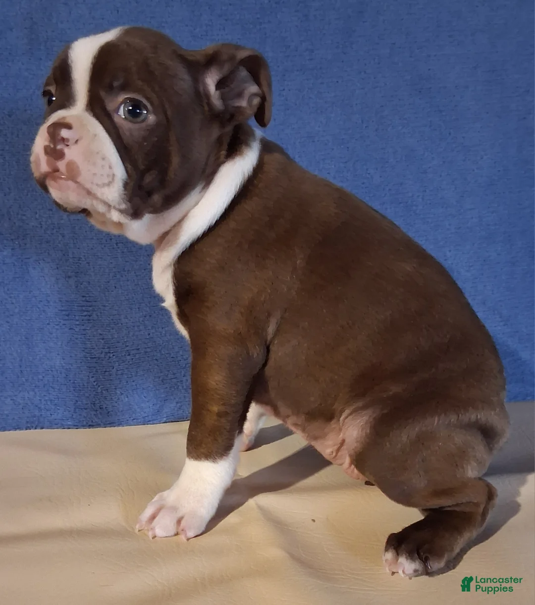 Boston Terrier dogs for sale: Iris - Ad 2