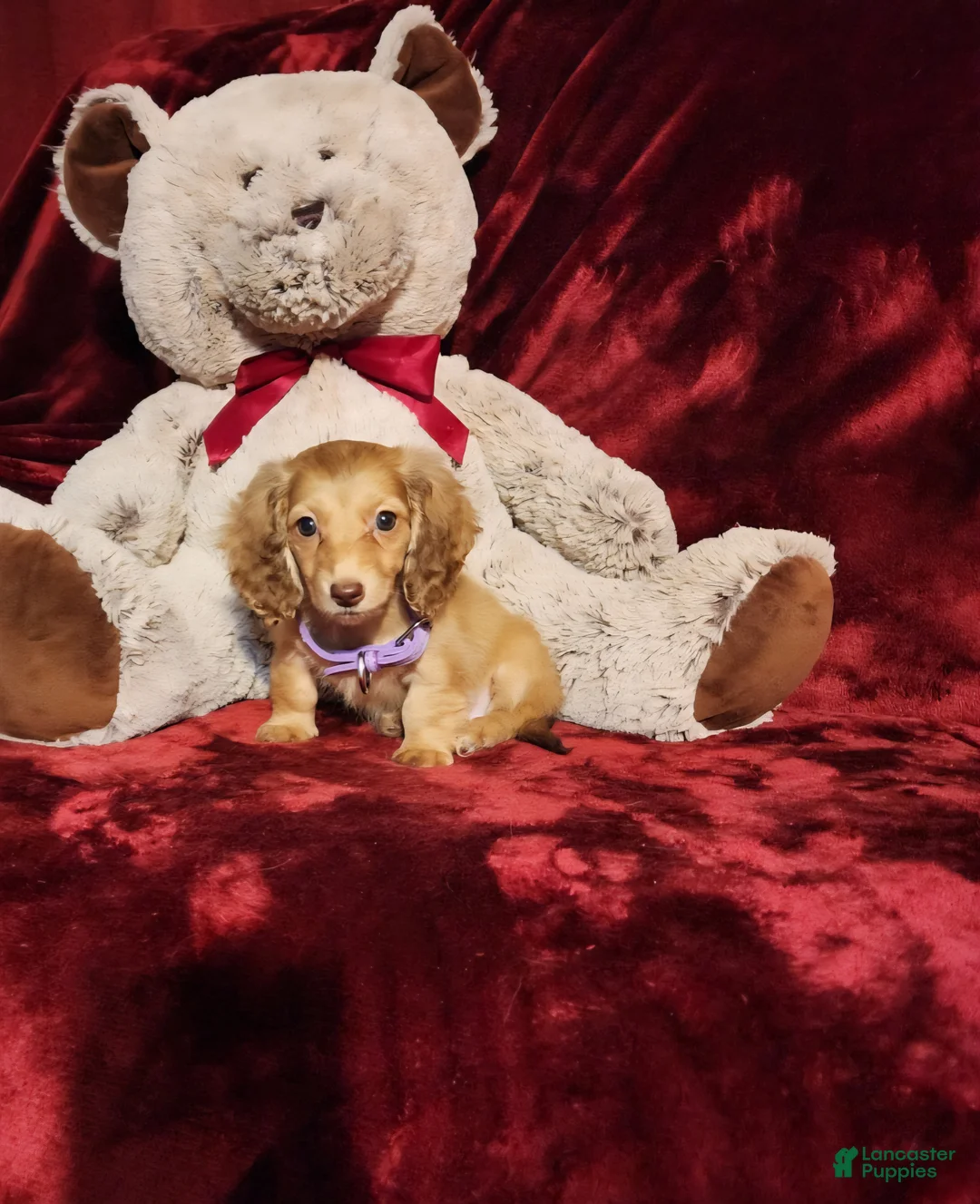 Miniature Dachshund dogs for sale: WINNIE - Ad 10
