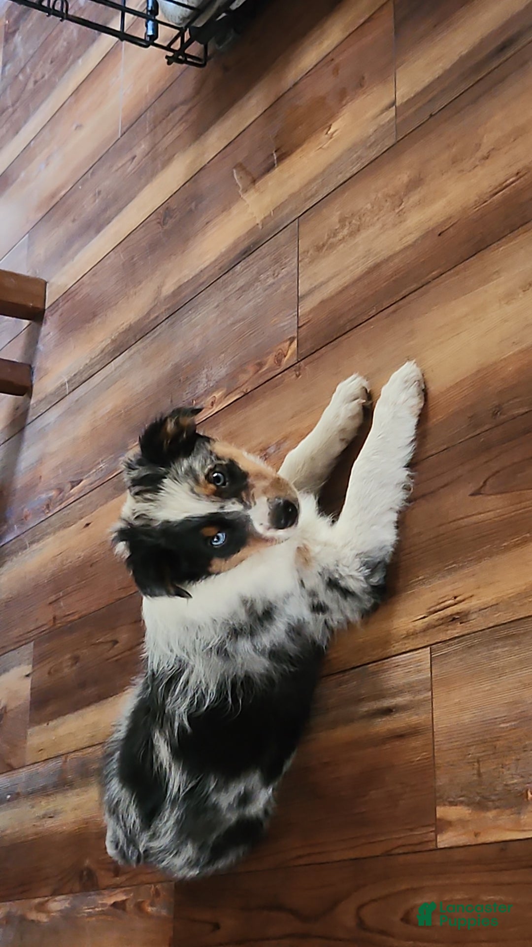 Gallery Image {{count}}