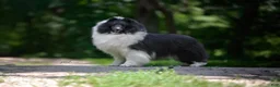 Shetland Sheepdog dogs for sale: Tucker - Ad 15