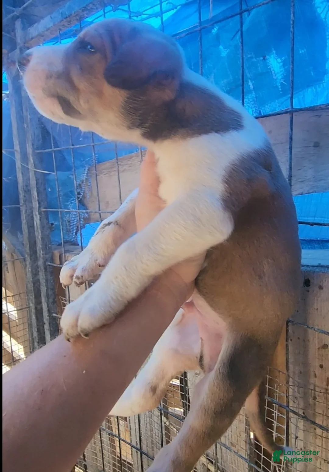 Mixed Breed dogs for sale: Doberdane Tan/Wht M - Ad 2