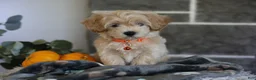 Maltipoo dogs for sale: Mochi - Ad 3