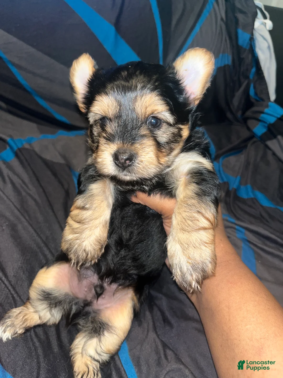 Yorkshire Terrier dogs for sale: Jasper  - Ad 2