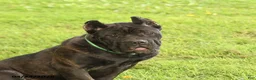Cane Corso dogs for sale: Harriet - Ad 3